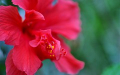 Desktop image. Flowers. ID:63316