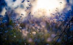 Desktop image. Flowers. ID:63373