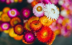 Desktop image. Flowers. ID:63543