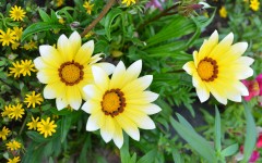 Desktop image. Flowers. ID:63596
