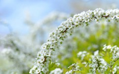 Desktop image. Flowers. ID:63612