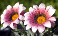 Desktop image. Flowers. ID:68372
