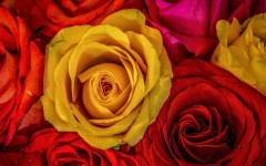 Desktop image. Flowers. ID:68373