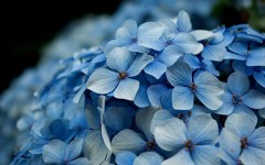 Desktop image. Flowers. ID:68375