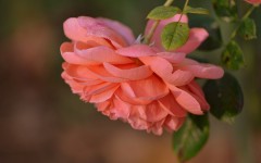 Desktop image. Flowers. ID:68377