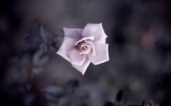 Desktop image. Flowers. ID:68383