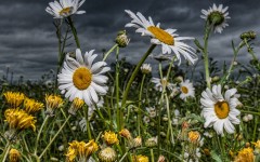 Desktop image. Flowers. ID:68386