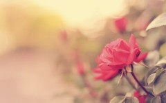 Desktop image. Flowers. ID:68387