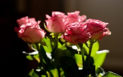 Desktop image. Flowers. ID:68390