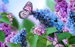 Desktop image. Flowers. ID:68391