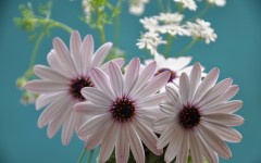 Desktop image. Flowers. ID:68392