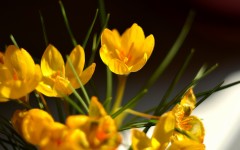 Desktop image. Flowers. ID:68640