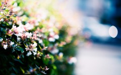 Desktop image. Flowers. ID:68396