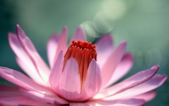 Desktop image. Flowers. ID:68397