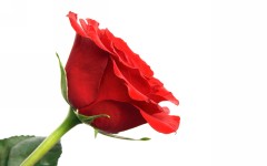 Desktop image. Flowers. ID:68398