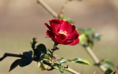 Desktop image. Flowers. ID:68399