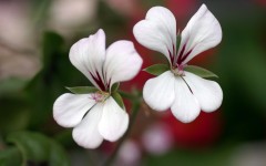 Desktop image. Flowers. ID:68401
