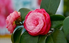 Desktop image. Flowers. ID:68404
