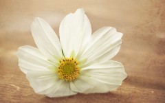 Desktop image. Flowers. ID:68405