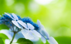 Desktop image. Flowers. ID:68406