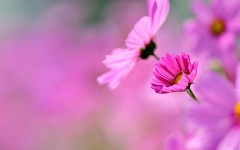 Desktop image. Flowers. ID:68411