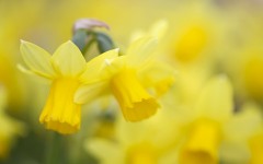 Desktop image. Flowers. ID:68412