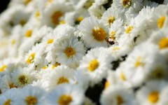 Desktop image. Flowers. ID:68413