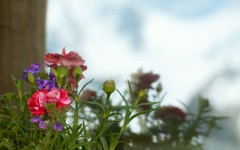Desktop image. Flowers. ID:68422