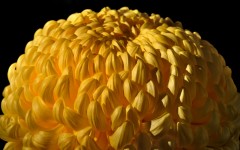 Desktop image. Flowers. ID:68427