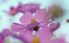 Desktop image. Flowers. ID:68436