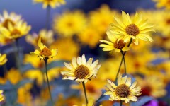 Desktop image. Flowers. ID:68438