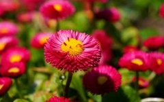Desktop image. Flowers. ID:68443