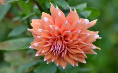 Desktop image. Flowers. ID:68444