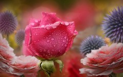 Desktop image. Flowers. ID:68449