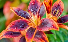 Desktop image. Flowers. ID:68450
