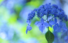Desktop image. Flowers. ID:68451