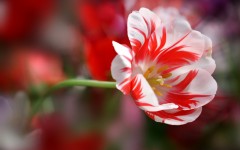 Desktop image. Flowers. ID:68454