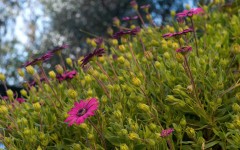 Desktop image. Flowers. ID:68460