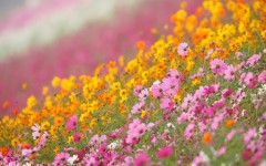 Desktop image. Flowers. ID:68461
