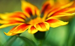 Desktop image. Flowers. ID:68462