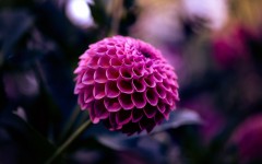 Desktop image. Flowers. ID:68464