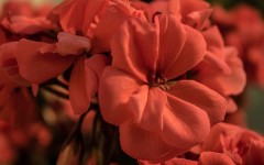 Desktop image. Flowers. ID:68465