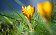 Desktop image. Flowers. ID:68467