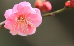 Desktop image. Flowers. ID:68468