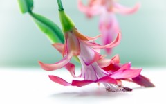 Desktop image. Flowers. ID:68469