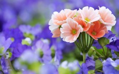 Desktop image. Flowers. ID:68479