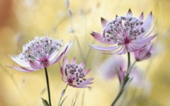 Desktop image. Flowers. ID:68480