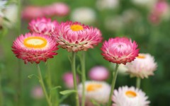 Desktop image. Flowers. ID:68481