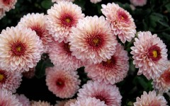 Desktop image. Flowers. ID:68482