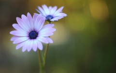 Desktop image. Flowers. ID:68483